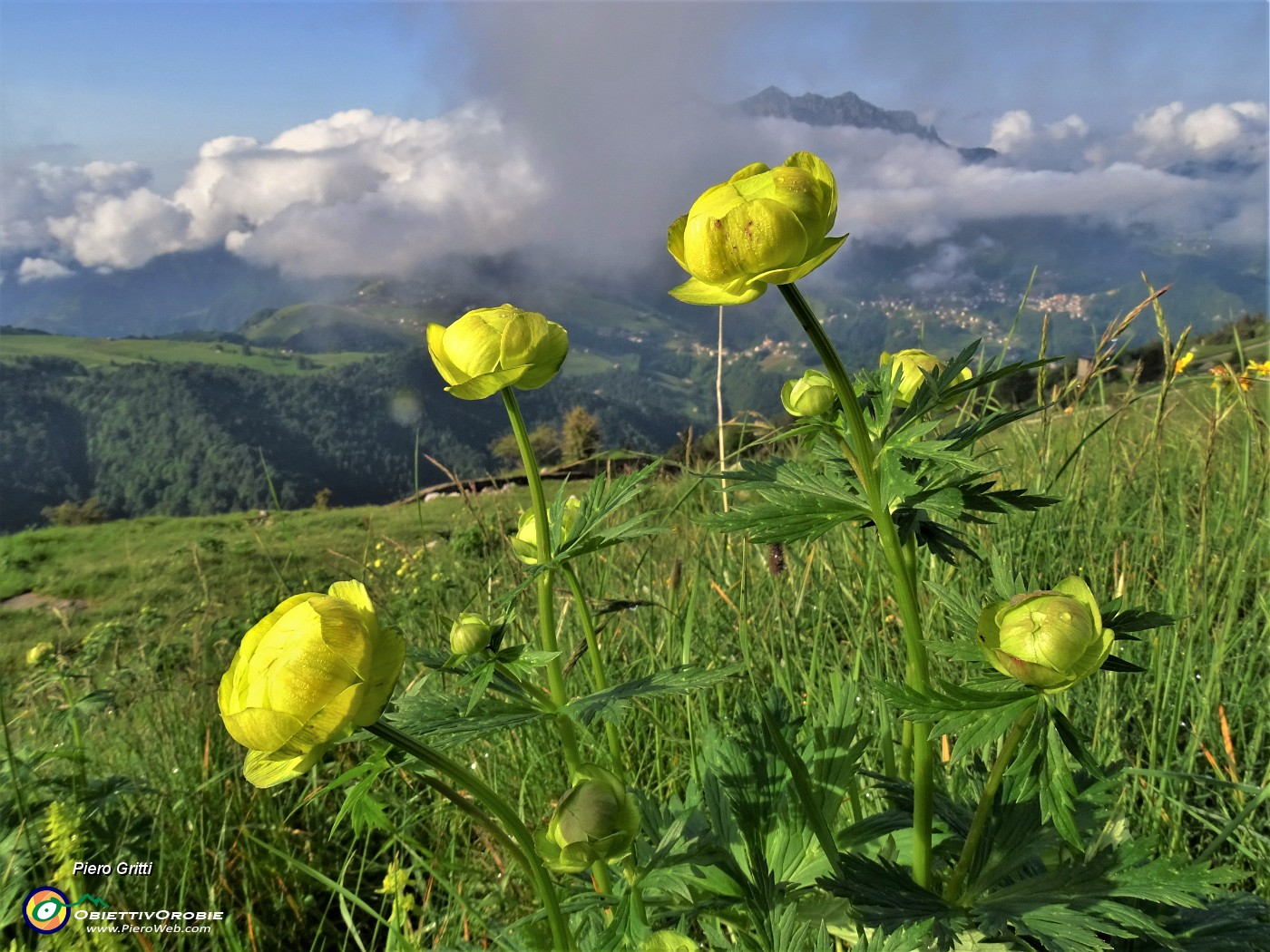 01 Trollius europaeus (Botton d'oro) con vista ma per poco in Alben.JPG